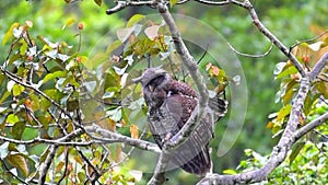 Barred Eagle-owl or the Malaya Eagle Owl (Bubo sumatranus)