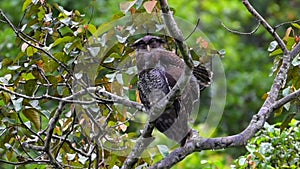 Barred Eagle-owl or the Malaya Eagle Owl (Bubo sumatranus)