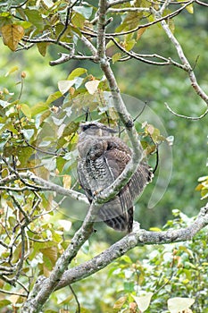 Barred Eagle-owl or the Malaya Eagle Owl (Bubo sumatranus) 4K