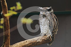 Barred eagle owl