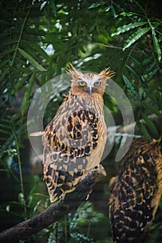 Barred Eagle-Owl stare
