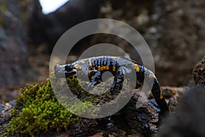 Barred fire salamander in natural habitat