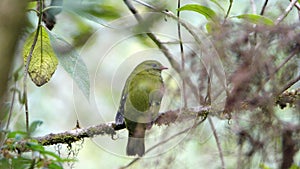 Barred fruiteater in Yanacocha Reserve