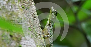 Barred gliding lizard - draco taeniopterus - draco is a genus of agamid lizards