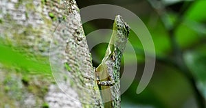 Barred gliding lizard - Draco taeniopterus - Draco is a genus of agamid lizards that are also known as flying lizards, dragon