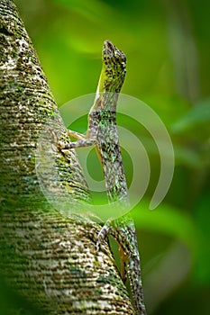 Barred gliding lizard - Draco taeniopterus - Draco is a genus of agamid lizards that are also known as flying lizards, flying