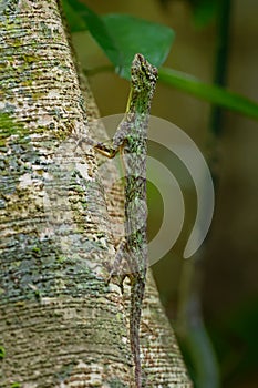 Barred gliding lizard - Draco taeniopterus - Draco is a genus of agamid lizards that are also known as flying lizards, flying