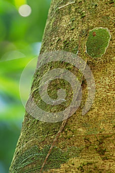 Barred gliding lizard - Draco taeniopterus - Draco is a genus of agamid lizards that are also known as flying lizards, flying