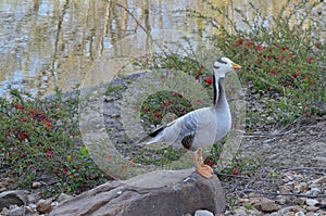 Barred goose on a rock 2