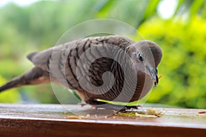 Barred ground dove
