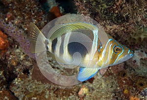 Barred Hamlet