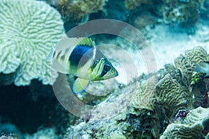 Barred hamlet in coral reed