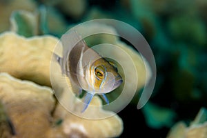 Barred Hamlet (Hypoplectrus puella)