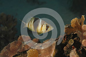 Barred Hamlet Swimming over a Coral Reef