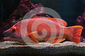 Barred hogfish Bodianus scrofa
