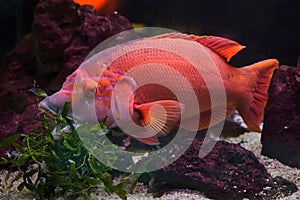 Barred hogfish Bodianus scrofa