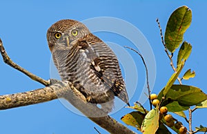 Barred Jungle Owlet Glaucidium radiatum perching on tree twig