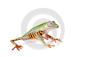 Barred leaf frog isolated on white