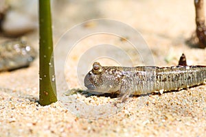 Barred mudskipper