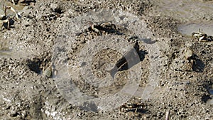 Barred mudskipper and crabs on mud at Shimajiri mangrove field in Miyakojima island