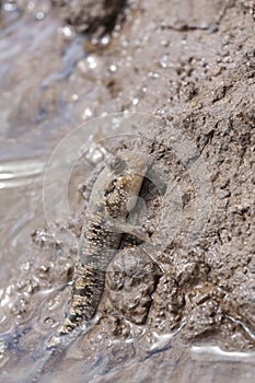 The barred mudskipper fish.