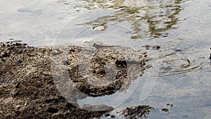 Barred Mudskipper walking on Mangrove field along Fukito river in Ishigaki island, Okinawa, Japan