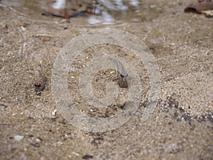 Barred mudskippers or Periophthalmus argentilineatus or Minami Tobihaze in Mangrove forests along Fuki