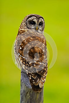 Barred Owl 1