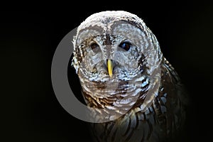 Barred owl