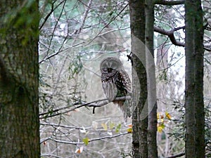 Barred Owl