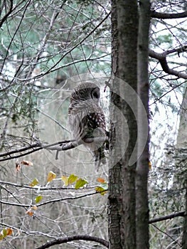 Barred Owl