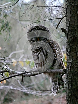 Barred Owl