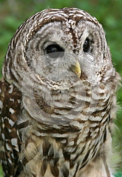 Barred Owl