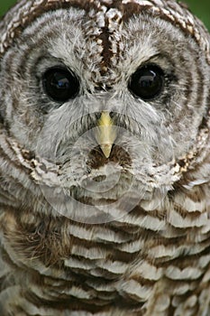 Barred Owl