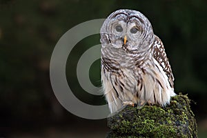 Barred Owl