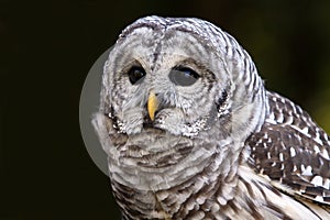 Barred Owl