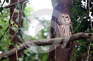 Barred Owl