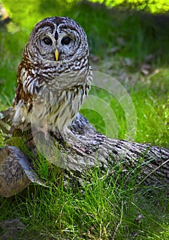 Barred Owl