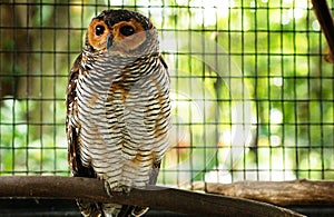 Barred Owl