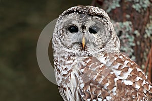 Barred Owl