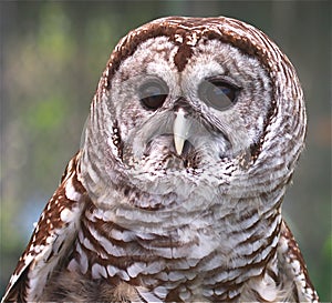 Barred Owl