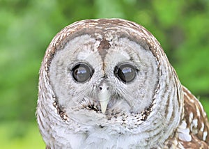 Barred Owl