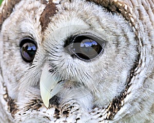 Barred Owl