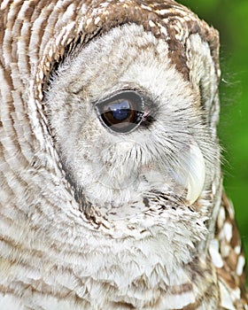 Barred Owl