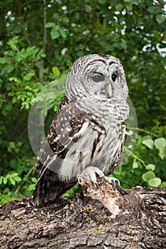 Barred Owl