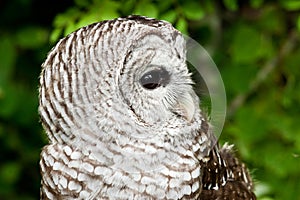 Barred Owl