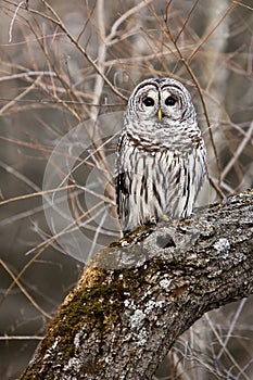 Barred Owl