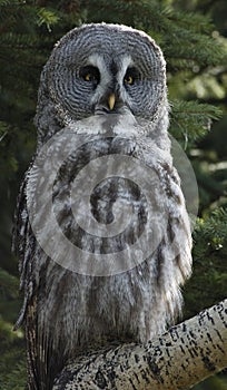 Barred Owl