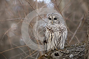 Barred Owl