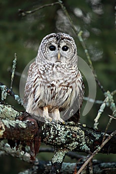 Barred Owl